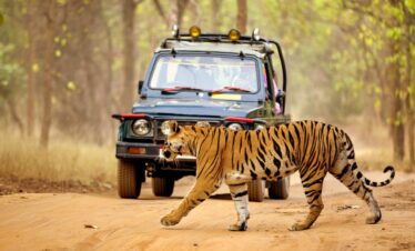 Patna to Valmiki Tiger Reserve